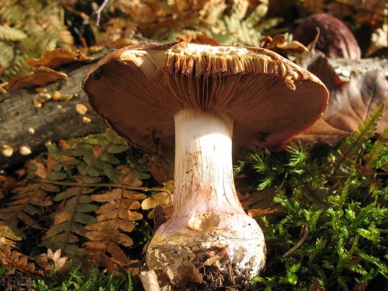 CORTINARIUS FULVOINCARNATUS 